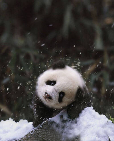 看我360度雪花神功。