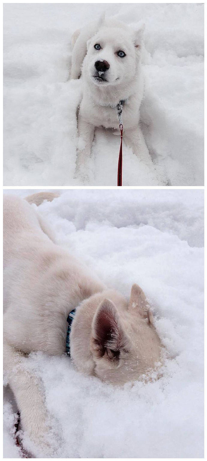 狗生南国，第一次见雪，有点小激动。