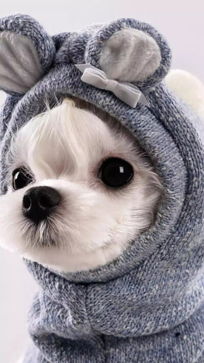 单身狗 汪汪汪