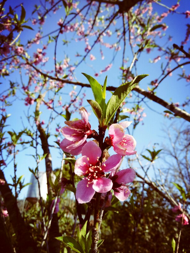 桃花(西双版纳)