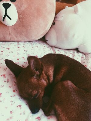 离我远点铲屎的，好哒ɿ(｡･ɜ･)ɾ