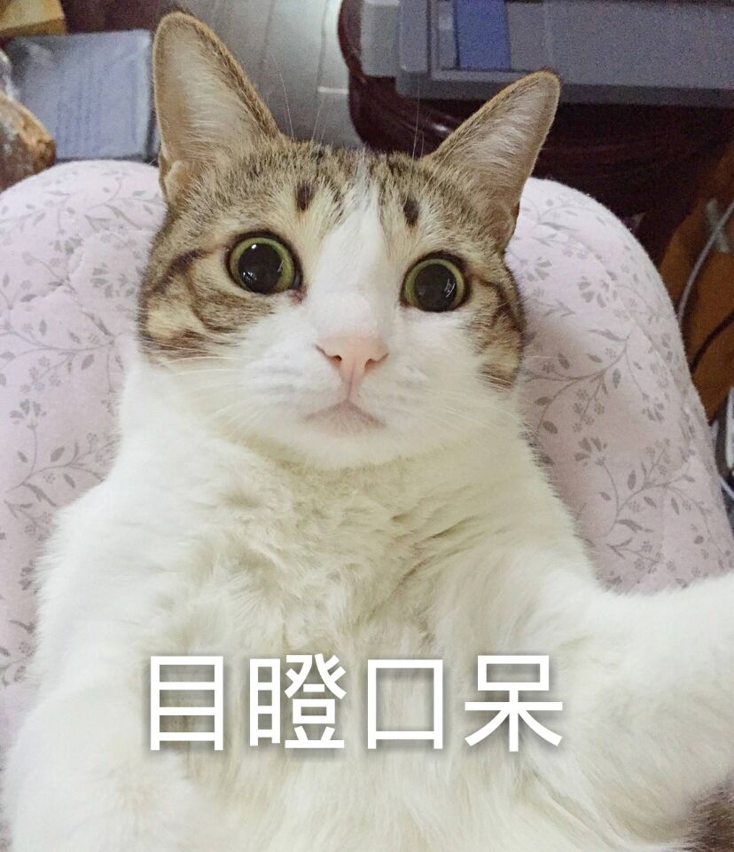 瓜皮猫