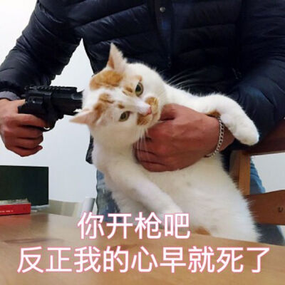 楼楼猫