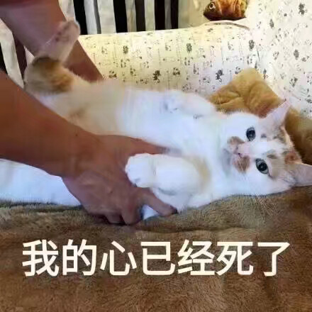 楼楼猫