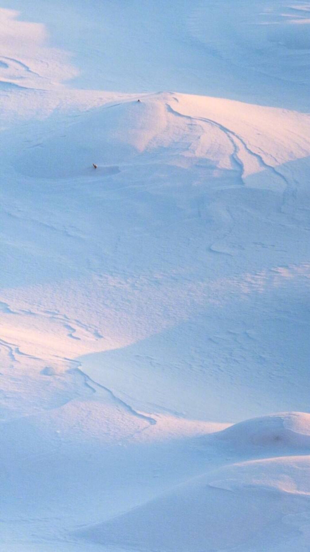 雪地