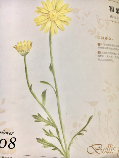 雏菊