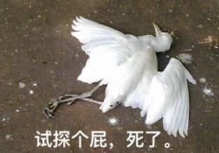 试探个屁，死了。