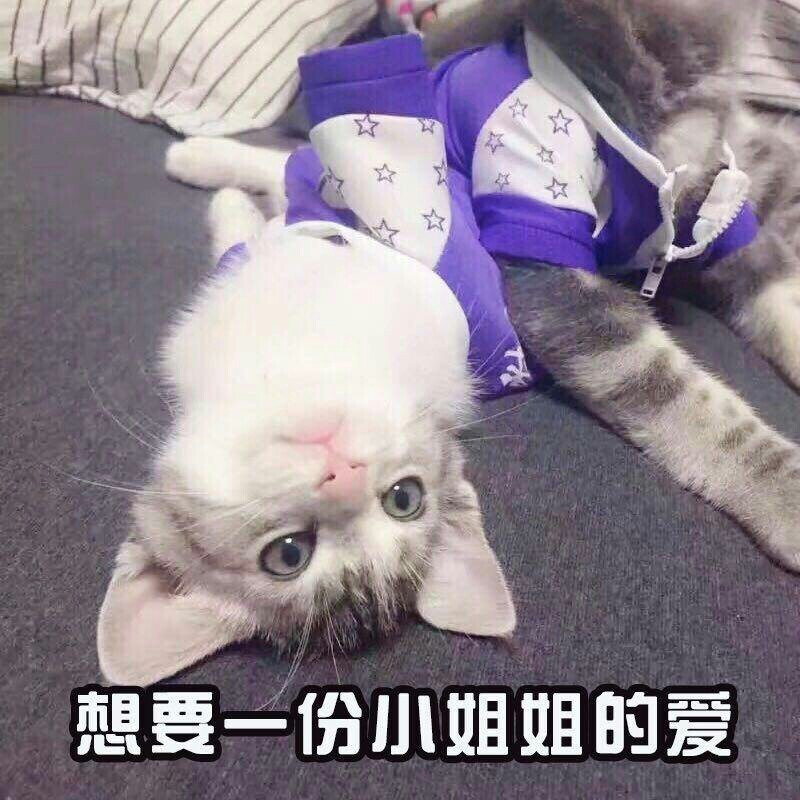 猫咪表情包 眼巴巴等小姐姐