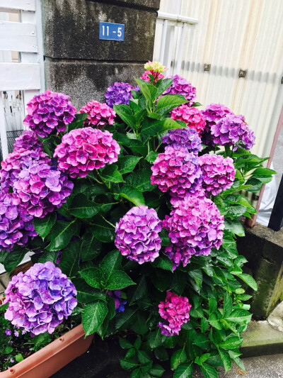 紫阳花