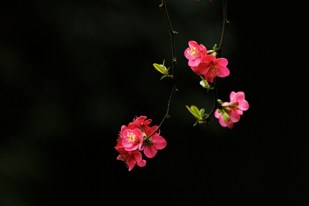 一花一世界