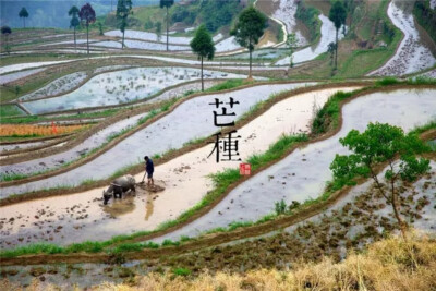 青简jane · 二十四节气图——芒种