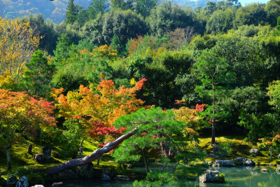 龙安寺庭院