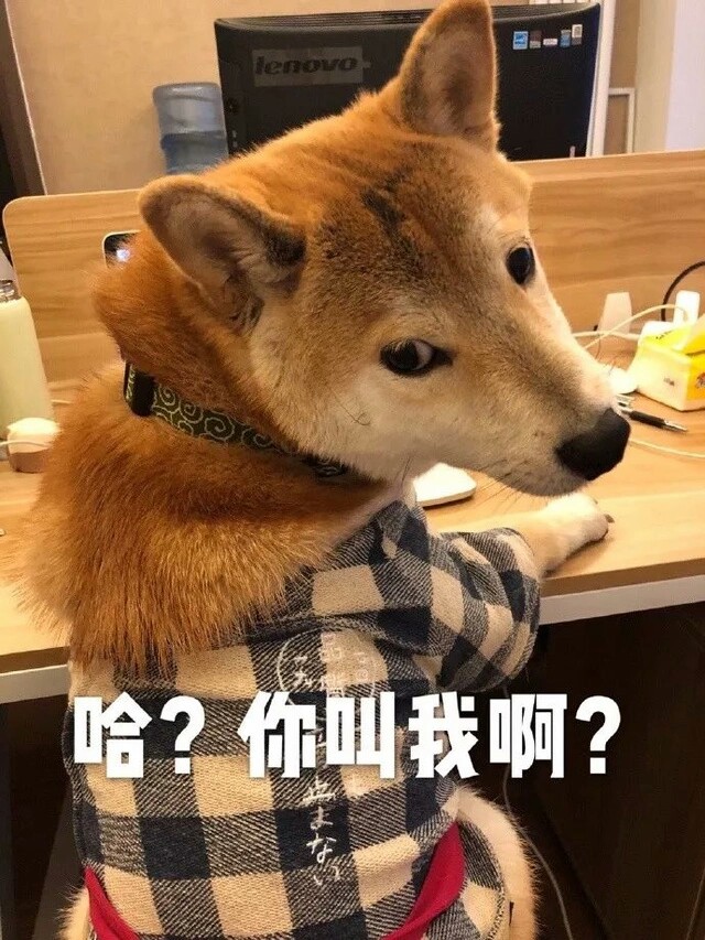 狗子