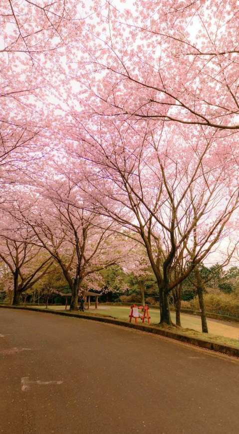 樱花时节（截）