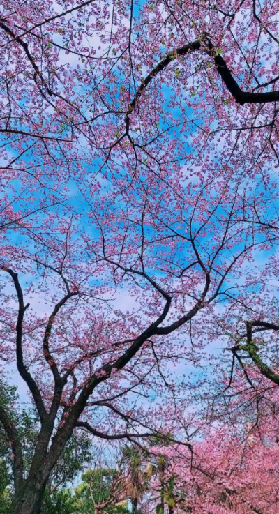 樱花雨（截）