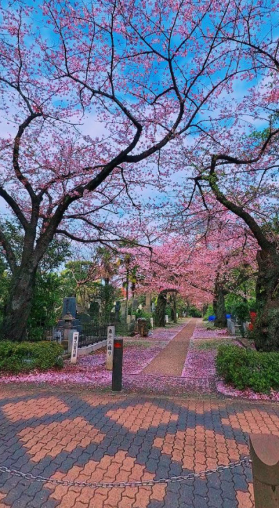 樱花（截）