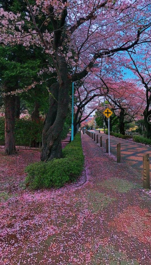 樱花街道（截）