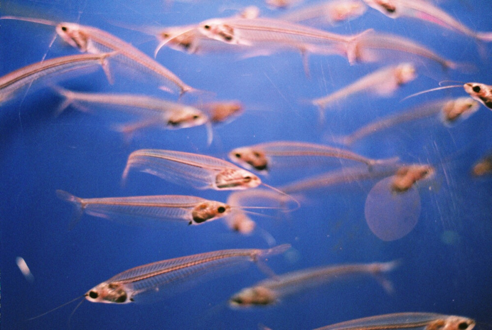 水族馆 不知名的透明小鱼