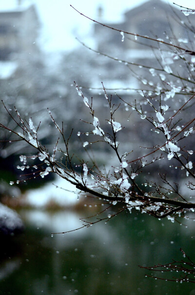 冬天 雪 摄影 壁纸