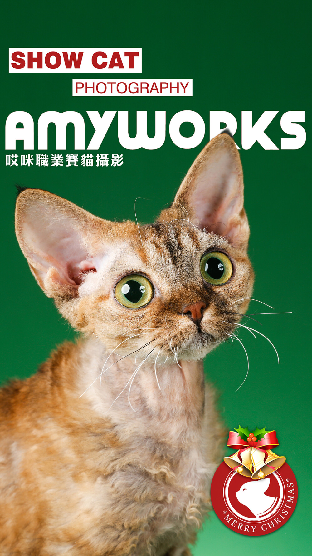 AMYWORKS中国职业赛猫摄影创始机构祝大家平安夜圣诞节快乐！@Amy-Works