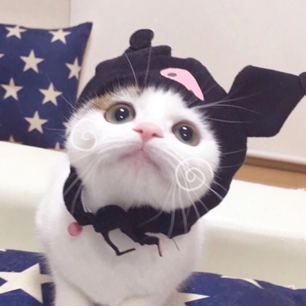 猫猫