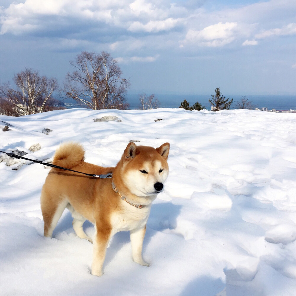 秋田犬