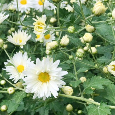 那片花儿