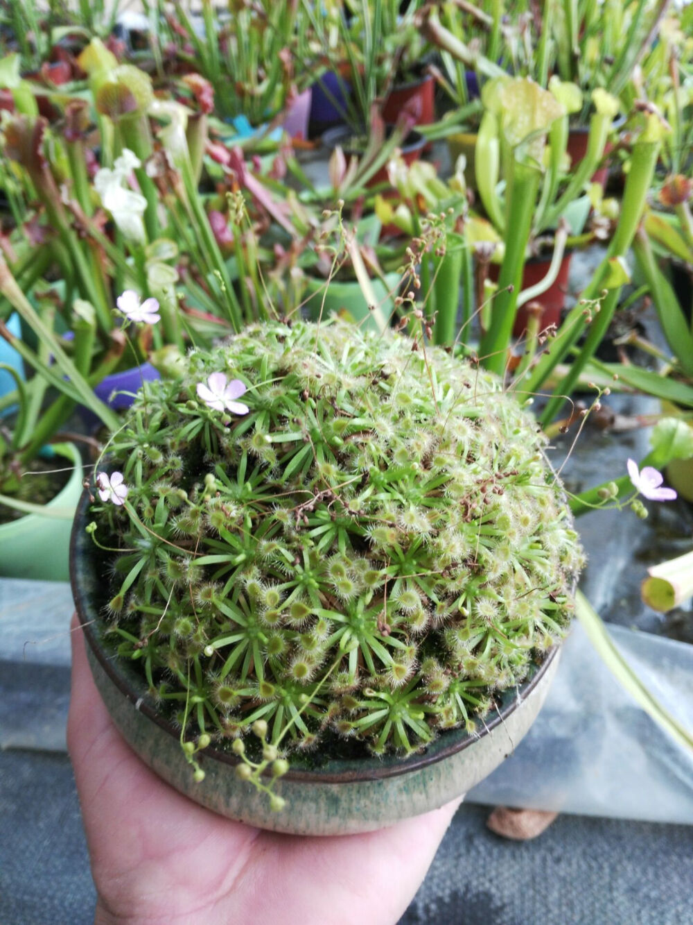 食虫草食人花 迷你茅膏菜 詹姆斯 冬芽 趣味植物