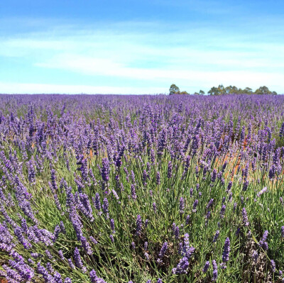 #澳洲旅行#南半球最大的薰衣草庄园：Bridestowe Estate Lavender。 ​​​