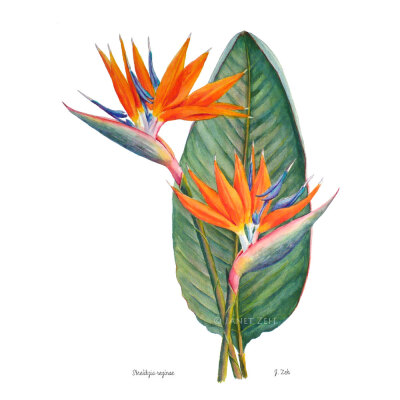 柔柔植物学印象：瑞利奇亚水族艺术插图珍尼特·泽艺术原作