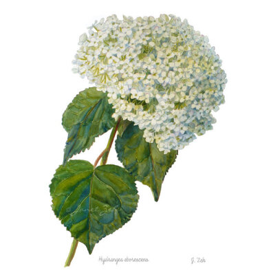 水草植物印象墙艺术标准珍尼特·泽赫(Hortensia Fluriàl‘aquarelle)