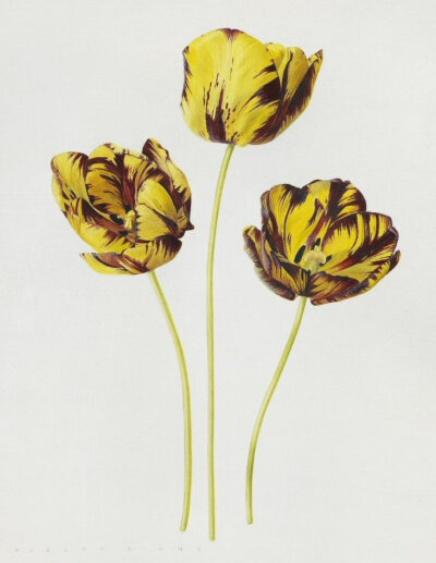 花商“郁金香”约瑟夫·帕克斯顿·费瑟爵士和詹姆斯·怀尔德·费瑟爵士
伊夫林·宾斯(Orpington 1945)