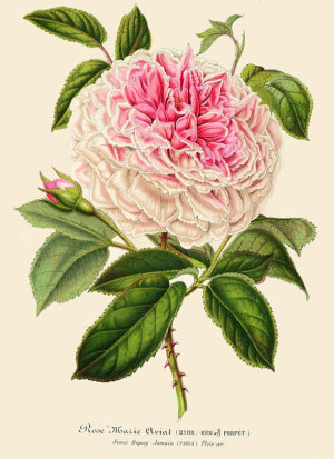 法国维多利亚时代仿古植物印花粉红色玫瑰玛丽阿维特插图