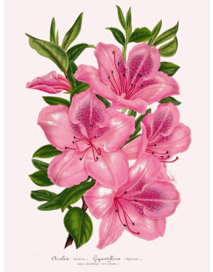 法国维多利亚时代仿古植物印花杜鹃花粉红色插画