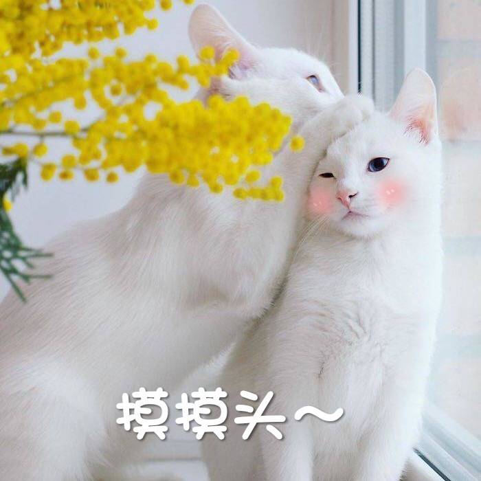 摸摸头