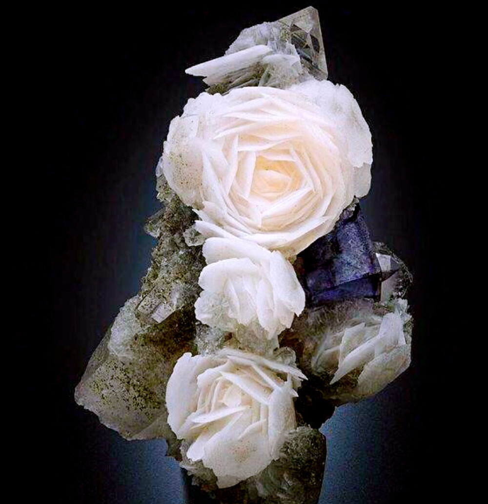 萤石上的方解石玫瑰花 Calcite roses with Fluorite ​​​