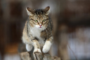 霸气猫登场