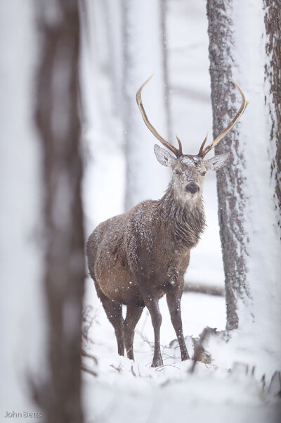 冬季鹿 - 摄影 - 约翰 - 贝茨