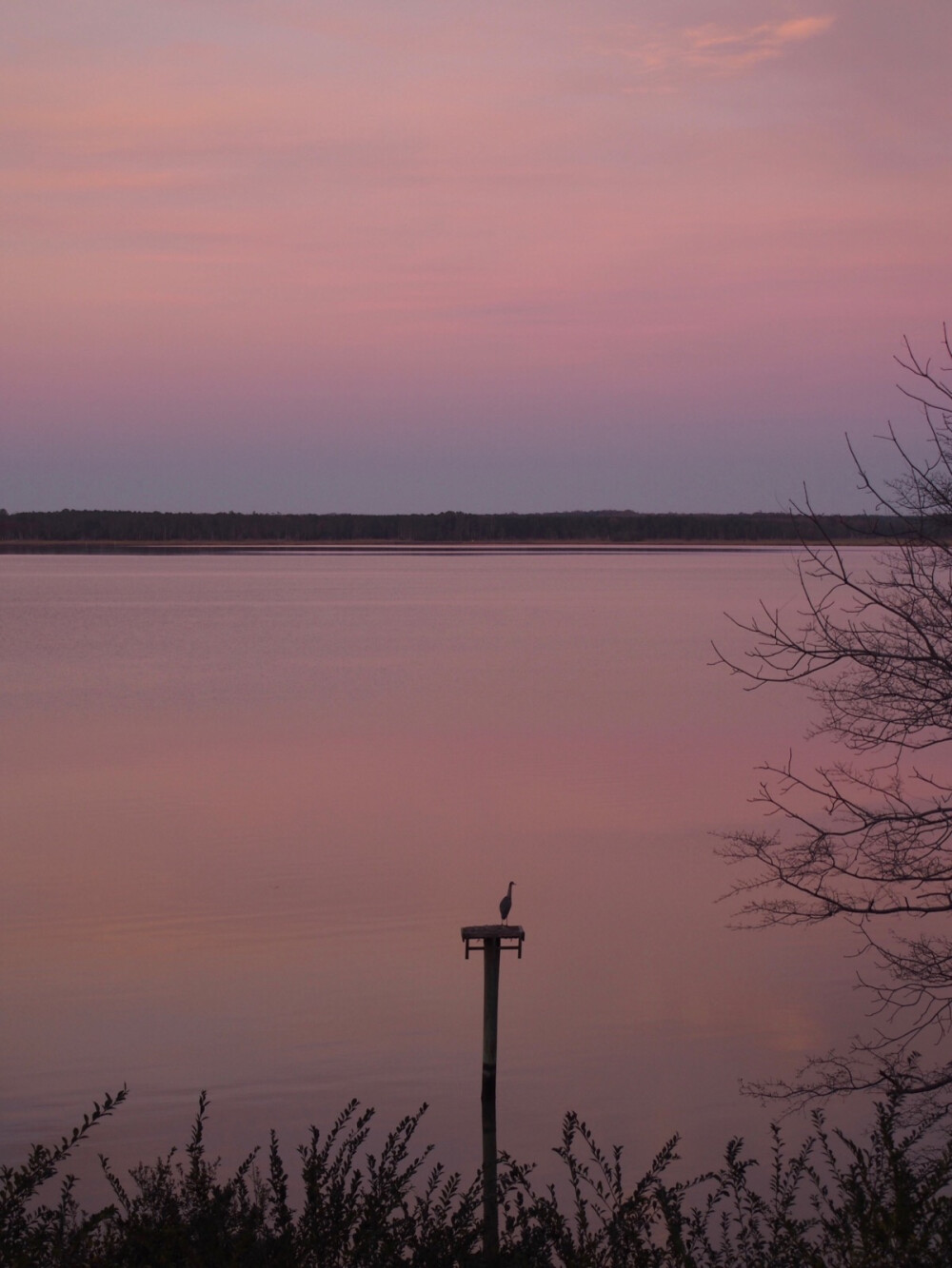 York River State Park 晚霞加一只嗯..鹤 