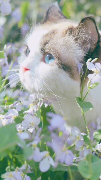 壁纸 猫 动物 宠物
