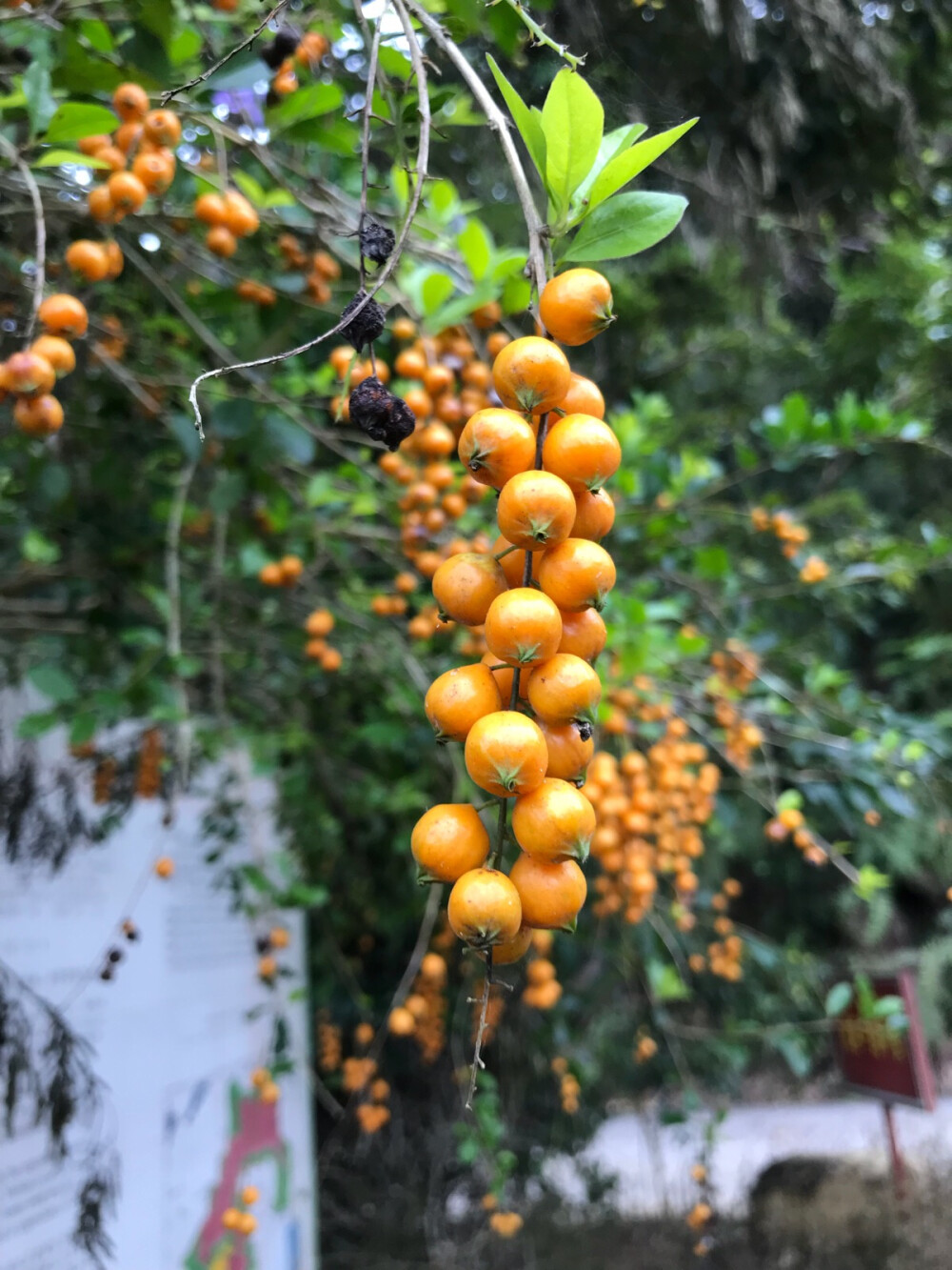 尖峰岭路边的假连翘果实，很漂亮，如果在家的话可以插在花瓶里欣赏！