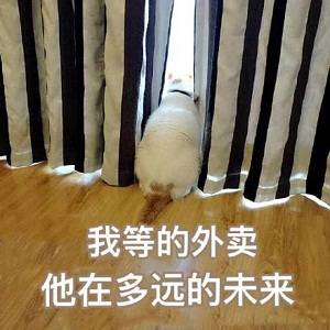 猫咪表情包