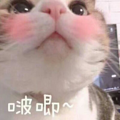 猫猫