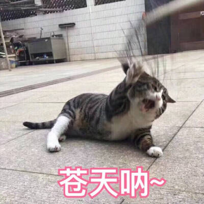 猫咪表情包