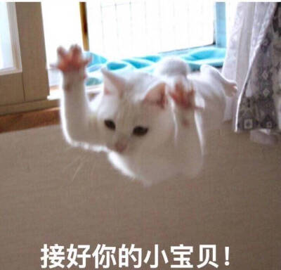 猫咪表情包