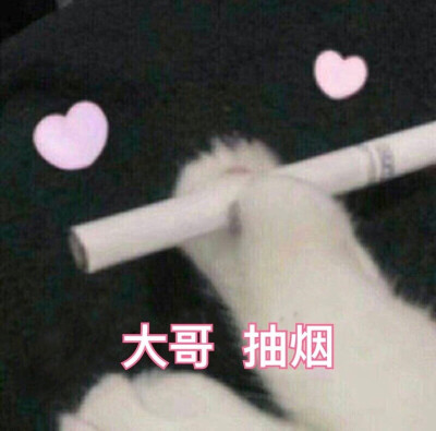 猫咪表情包