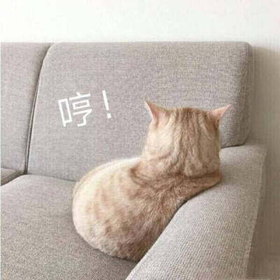 猫咪表情包