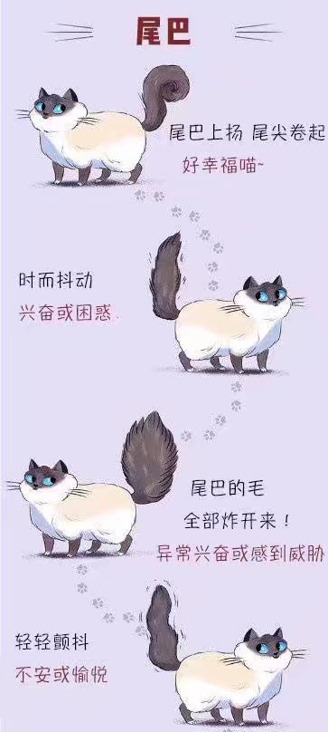 养猫必备