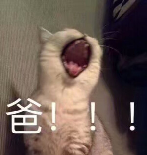 表情包