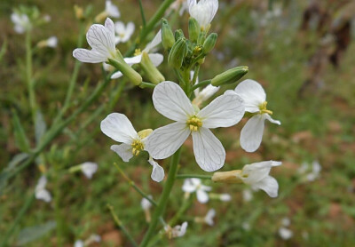 芜菁花（萝卜花）